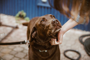 Petting a chocolate lab dog with their Poof dog poop bags which are sustainable and biodegradable 