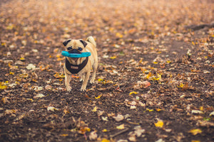 Dog playing fetch while going for a walk in the park with their Poof dog poop bags which are sustainable and biodegradable 