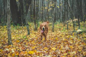 Dog-running-in -the-forest-with-poof-poop-bags-made-from-recyclable-materials