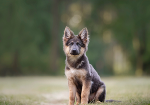 German Shepard puppy sitting on the grass with their Poof dog poop bags which are sustainable and biodegradable 